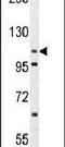 ADAM Metallopeptidase Domain 19 antibody, PA5-26816, Invitrogen Antibodies, Western Blot image 