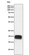 Secretoglobin Family 2A Member 2 antibody, M09363-2, Boster Biological Technology, Western Blot image 