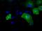 Intraflagellar Transport 57 antibody, NBP2-02313, Novus Biologicals, Immunofluorescence image 