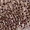 Ribosomal RNA Processing 36 antibody, PA5-56291, Invitrogen Antibodies, Immunohistochemistry frozen image 