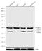 Wnt Family Member 2B antibody, 701856, Invitrogen Antibodies, Western Blot image 