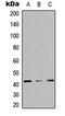 SH3 And Cysteine Rich Domain 3 antibody, GTX56074, GeneTex, Western Blot image 