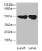 Ribophorin I antibody, CSB-PA05124A0Rb, Cusabio, Western Blot image 