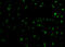 Toll Like Receptor Adaptor Molecule 2 antibody, 3206, ProSci, Immunofluorescence image 