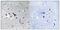 Solute Carrier Family 6 Member 16 antibody, PA5-39324, Invitrogen Antibodies, Immunohistochemistry paraffin image 