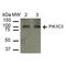 Phosphatidylinositol 3-Kinase Catalytic Subunit Type 3 antibody, LS-C773220, Lifespan Biosciences, Western Blot image 