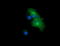 Chromogranin A antibody, M01256-2, Boster Biological Technology, Immunofluorescence image 