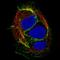 Cadherin 1 antibody, NBP2-34477, Novus Biologicals, Immunofluorescence image 