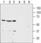 Neurotensin Receptor 1 antibody, PA5-77538, Invitrogen Antibodies, Western Blot image 
