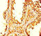 Transcription factor Ovo-like 2 antibody, LS-C678917, Lifespan Biosciences, Immunohistochemistry paraffin image 