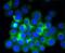 Tubulin Beta 4B Class IVb antibody, NBP2-67520, Novus Biologicals, Immunocytochemistry image 