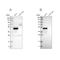 Testin antibody, NBP1-85072, Novus Biologicals, Western Blot image 