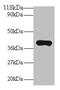 Paraoxonase 1 antibody, CSB-PA018369EA01HU, Cusabio, Western Blot image 