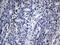 Basic Helix-Loop-Helix Family Member E40 antibody, M02575, Boster Biological Technology, Immunohistochemistry paraffin image 