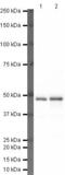 TAR DNA Binding Protein antibody, PA5-19712, Invitrogen Antibodies, Western Blot image 