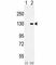 Colony Stimulating Factor 1 Receptor antibody, F53527-0.1ML, NSJ Bioreagents, Western Blot image 