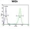 Coiled-Coil Domain Containing 3 antibody, abx034087, Abbexa, Western Blot image 