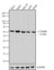 alpha-Tubulin antibody, 13-8000, Invitrogen Antibodies, Western Blot image 