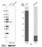 Argininosuccinate Lyase antibody, HPA016646, Atlas Antibodies, Western Blot image 