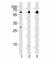 Hyaluronan synthase 2 antibody, F49282-0.4ML, NSJ Bioreagents, Western Blot image 