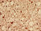 Dynamin 1 Like antibody, CSB-PA007078EA01HU, Cusabio, Immunohistochemistry frozen image 