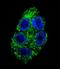 Dimethylarginine Dimethylaminohydrolase 1 antibody, LS-C167312, Lifespan Biosciences, Immunofluorescence image 