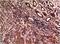 Tubulin Gamma 1 antibody, A06313, Boster Biological Technology, Immunohistochemistry frozen image 