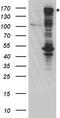 Bromodomain Adjacent To Zinc Finger Domain 1B antibody, TA890102S, Origene, Western Blot image 