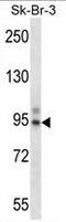 T-Box 3 antibody, AP54185PU-N, Origene, Western Blot image 