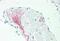 Potassium voltage-gated channel subfamily KQT member 1 antibody, MBS248416, MyBioSource, Immunohistochemistry paraffin image 