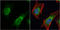 Dishevelled Segment Polarity Protein 3 antibody, GTX102509, GeneTex, Immunocytochemistry image 