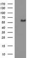 Interleukin 10 Receptor Subunit Alpha antibody, TA506934AM, Origene, Western Blot image 