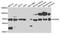 Acyl-CoA Dehydrogenase Family Member 9 antibody, A05223, Boster Biological Technology, Western Blot image 