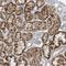 ATPase 13A5 antibody, NBP2-30955, Novus Biologicals, Immunohistochemistry frozen image 