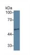 Heparanase antibody, LS-C722164, Lifespan Biosciences, Western Blot image 