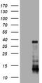 Phosphatidylinositol-4-phosphate 3-kinase C2 domain-containing subunit alpha antibody, TA801652, Origene, Western Blot image 