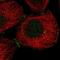 Sortilin Related Receptor 1 antibody, NBP2-38177, Novus Biologicals, Immunocytochemistry image 
