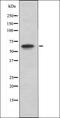 Olfactory Receptor Family 1 Subfamily J Member 4 antibody, orb335650, Biorbyt, Western Blot image 