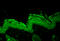 HSP90 antibody, LS-C109045, Lifespan Biosciences, Immunofluorescence image 