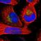 Mannosidase Endo-Alpha antibody, NBP1-82279, Novus Biologicals, Immunofluorescence image 