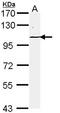 Membrane Palmitoylated Protein 1 antibody, orb69845, Biorbyt, Western Blot image 