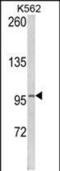 Lipin 2 antibody, PA5-49612, Invitrogen Antibodies, Western Blot image 