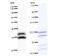 TRNA Methyltransferase 61A antibody, LS-C342827, Lifespan Biosciences, Western Blot image 