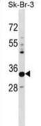 Phytanoyl-CoA Dioxygenase Domain Containing 1 antibody, abx028922, Abbexa, Western Blot image 