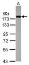 Integrin Subunit Alpha L antibody, GTX113214, GeneTex, Western Blot image 