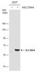 Solute Carrier Family 39 Member 4 antibody, GTX130285, GeneTex, Western Blot image 