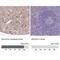 Doublecortin Like Kinase 2 antibody, NBP1-85282, Novus Biologicals, Immunohistochemistry paraffin image 