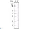 Protein Tyrosine Kinase 2 antibody, LS-C813971, Lifespan Biosciences, Western Blot image 