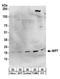 Nucleolar Pre-RRNA Processing Protein NIP7 antibody, A303-974A, Bethyl Labs, Western Blot image 