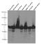 Heat Shock Protein 90 Alpha Family Class B Member 1 antibody, 60318-1-Ig, Proteintech Group, Western Blot image 